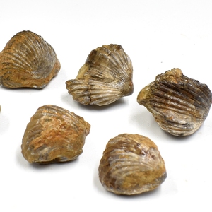 天然棱小嘴贝化石贝壳腕足动物化石古生物侏罗纪海洋科普教学标本