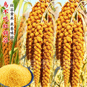 红谷子种子黄小米种籽春夏季高产鸟不吃毛谷种抗倒伏五谷杂粮种孑