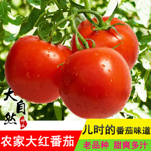 农家大红粉番茄种子老品种西红柿种四季阳台夏季好吃柿子蔬菜包邮