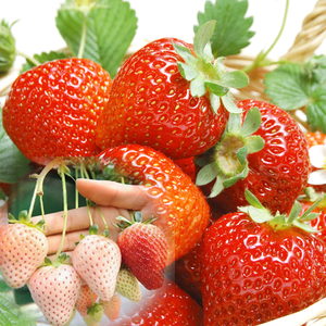 盆栽红草莓种子秧苗白草莓苗子奶莓种籽阳台盆栽庭院四季水果种孑