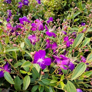 紫牡丹花苗巴西野牡丹盆栽花期长紫色阳台庭院植物多年生木本花卉