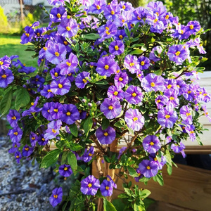 梦幻紫蓝花茄花苗花卉盆栽棒棒糖丰花灌木多年生阳台庭院花园植物