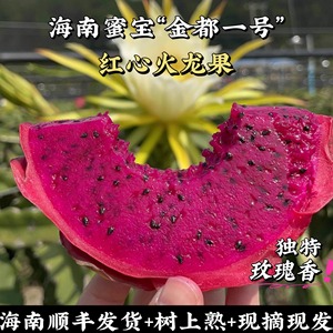 海南京都一号红心火龙果树上熟玫瑰香蜜宝应季水果精品礼盒装顺丰