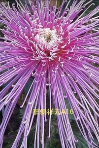 正版菊花苗，醉舞祥云，中晚期品种，紫色，花径25公分，细管，