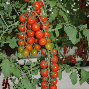 红珍珠瀑布番茄种子圣女果小西红柿种籽室内四季盆栽庭院种植蔬菜