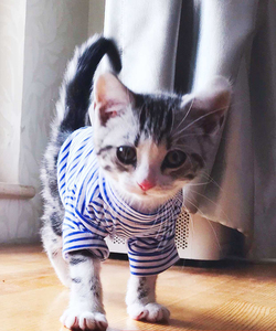 猫咪衣服 夏季薄款美短英短蓝猫布偶暹罗加菲猫衣服条纹潮牌背心