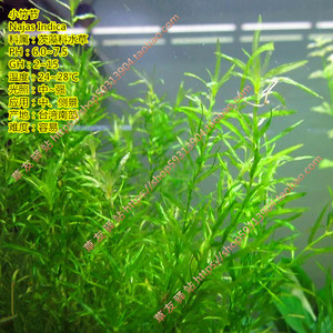 自养水中叶淡水鱼缸草缸造景有茎类真活体中后景水草印度小竹节 阿里巴巴找货神器 自养水中叶淡水鱼缸草缸造景有茎类真活体中后景水草印度小竹节 阿里巴巴找货神器