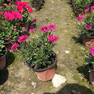 玛格丽特花盆栽 时令花卉 阳台庭院种植 成都苗圃基地 100盆起发