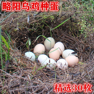 纯种略阳乌鸡蛋种蛋受精蛋乌肉鸡六乌鸡乌骨鸡可孵化的鸡30枚装