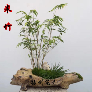 米竹盆景配什么石头,石头盆景山石,米竹盆景(第15页)_大山谷图库