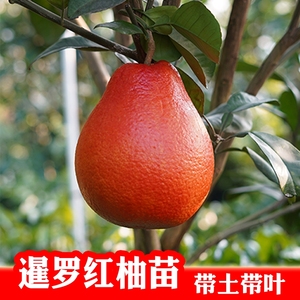 广州发货正宗嫁接暹罗红柚树苗进口泰国红柚果树苗新品种柚子苗