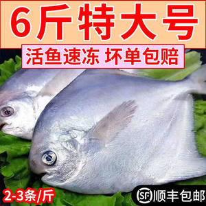 鲳鱼新鲜银鲳鱼冷冻白鲳鱼大昌鱼平鱼鲳鳊鱼镜鱼海鱼扁鱼海鲜水产