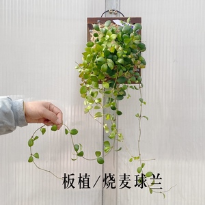 板植球兰 室内多种球兰挂墙式植物 好养绿植开花植物 北欧风
