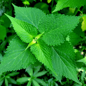 藿香种子食用解暑香草种籽调料孑霍香正气香草种多年生春四季易活