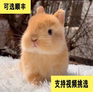 宠物兔子活体迷你侏儒兔海棠凤眼茶杯兔长不大的宠物活兔暹罗侏儒
