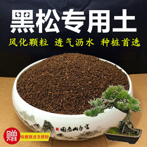 黑松土松树专用土五针松生桩熟桩盆栽土酸性红土风化土颗粒种植土