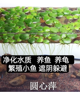 圆心浮萍水草植物净化水质鱼缸龟缸造景庭院鱼池苹果萍草水培植物