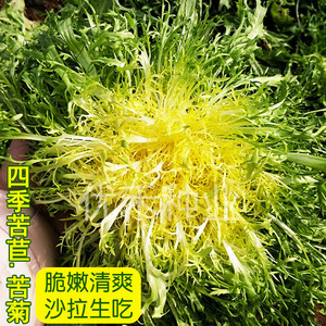 黄心苦苣种子小叶细叶碎叶苦菊籽牛奶菜春夏秋四季播沙拉蔬菜种孑