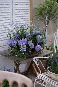 小花勿忘我 浅蓝 好养 庭院花园植物阳台盆栽花卉 小清新切花品种