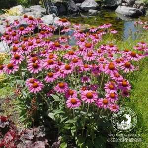 松果菊粉色单瓣 紫锥菊 多年生耐贫瘠花期长花园阳台花境植物花苗