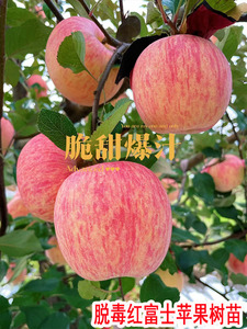 陕西红富士苹果树果苗糖心苹果树大树盆栽地栽当年结果南北方种植
