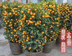 金桔盆栽金橘盆景室内大型盆栽果树桔子树花盆种植带果子包邮