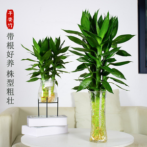 观音竹水培植物带根富贵竹粗杆荷花竹子花卉盆栽办公室桌面小绿植