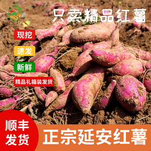 陕西正宗红薯农家自种现挖当季新鲜地瓜薄皮粉糯香甜蜜薯顺丰包邮