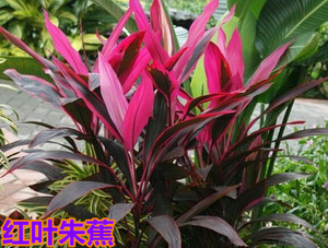 包邮花镜植物朱蕉植物盆栽红叶朱蕉室内中大型观叶彩虹铁四季常绿
