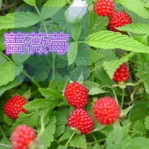 野生树莓苗  掌叶覆盆子三月泡山莓野刺莓刺泡果苗20元4棵包邮