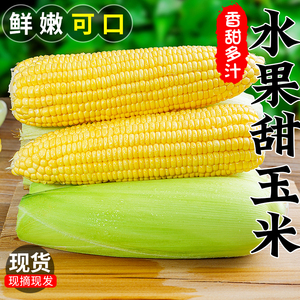 黄金水果玉米5斤新鲜现摘当季生吃甜糯玉米粘棒子苞谷米蔬菜包邮9