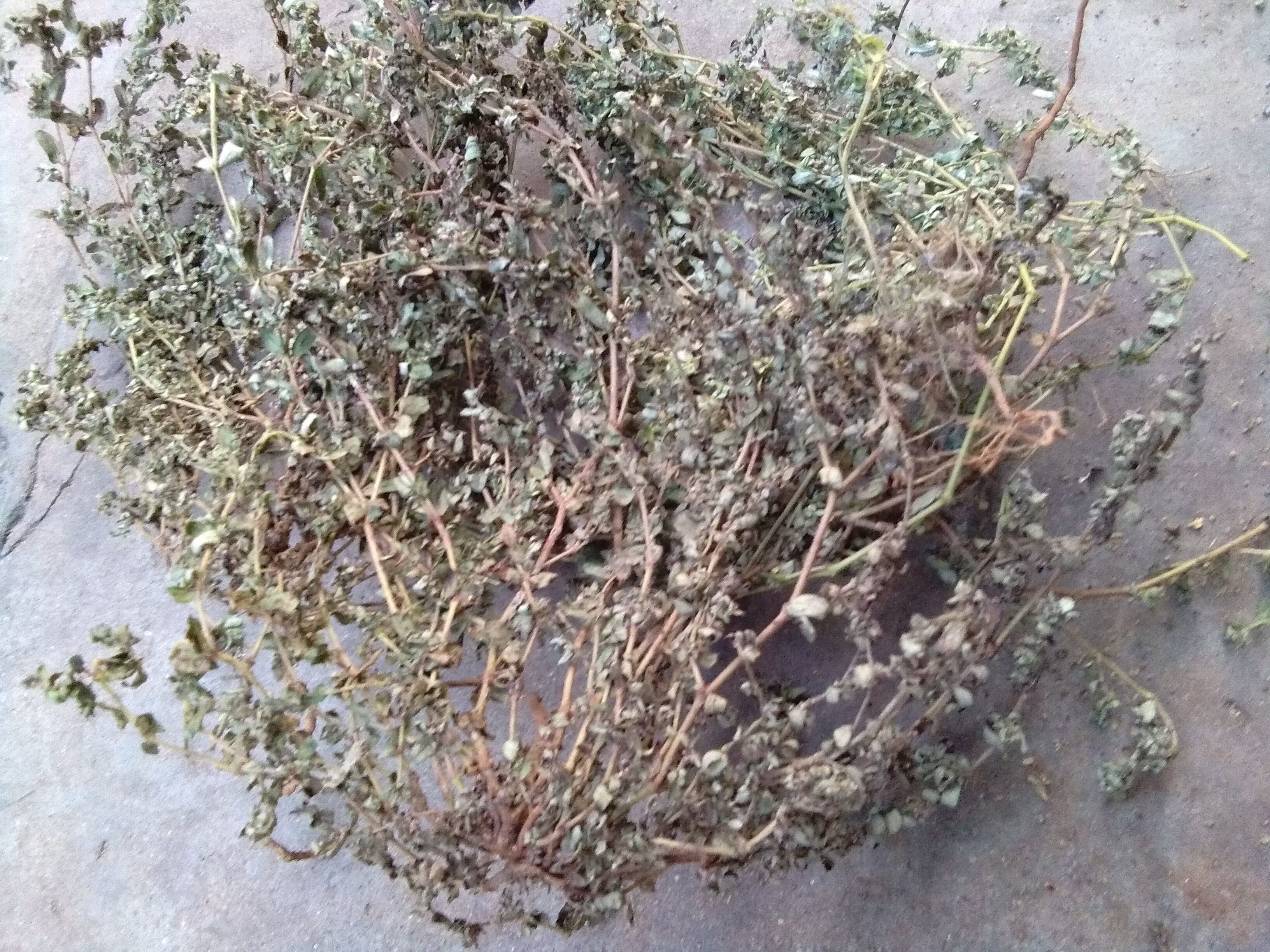 来马回野生瓜子金草干品勒马回辰砂草二月花惊风草野中草药优质