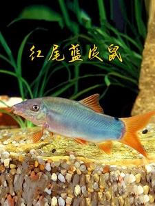 红尾蓝皮鼠中大型老鼠鱼三间鼠鱼东南亚进口蓝鼠热带观赏鱼活体