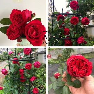 欧月经典爬藤月季花玫瑰花2加仑大苗赛蔷薇花量多抗病性强长势快 阿里巴巴找货神器