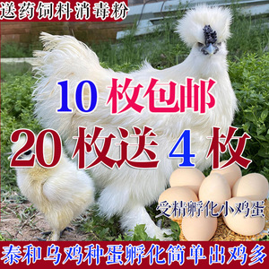白凤乌骨鸡受精种蛋10个免邮可孵化纯种泰和乌鸡鸡受精卵抱窝包邮