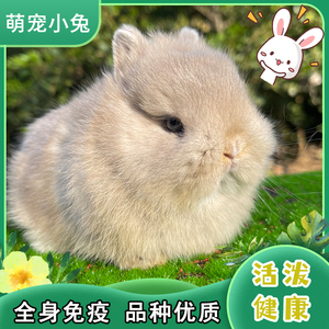 进口双血统侏儒兔宠物兔活体生日礼物可爱活物小兔子茶杯兔长不大