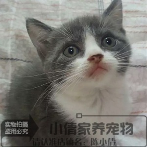 英短蓝白弟弟正八字脸个人猫舍繁殖纯种宠物猫咪活体幼猫低价x