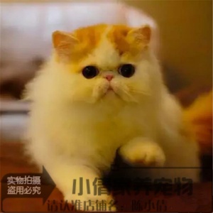 出售异国短毛猫纯种活体红虎班加菲猫红白净梵加菲幼猫包健康x