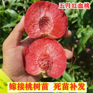 五月红桃树苗嫁接红肉血桃树南北方种植紫肉血桃苗盆地栽当年结果