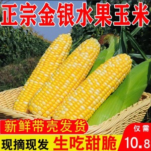 云南金银水果玉米9斤甜玉米棒子苞谷米现摘糯新鲜生吃包邮蔬菜10