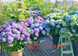 绣球花带花苞无尽夏盆栽植物室内阳台好养净化空气庭院