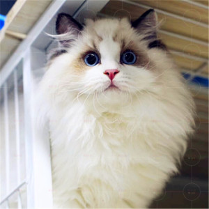 逻罗猫 逻罗猫品牌 价格 阿里巴巴