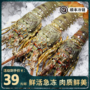 新鲜冷冻小青龙龙虾鲜活大龙虾澳洲龙虾冰鲜冷冻大虾海鲜水产龙虾