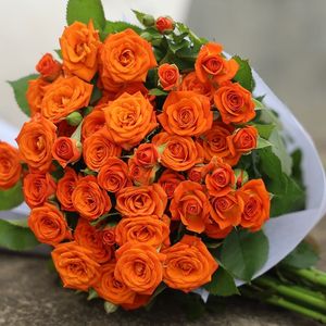 低价微型总汇阳台系列 橙色芭比 折射泡泡 多季勤花玫瑰盆栽花卉
