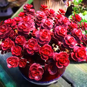 红色小球玫瑰 多肉植物 带盆栽好易群生爆小崽美观可吊兰防辐射