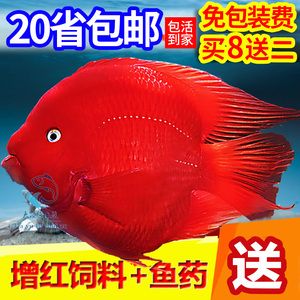 热带观赏血鹦鹉鱼发财鱼活体中大小型鱼苗淡水元宝金刚红财神包邮