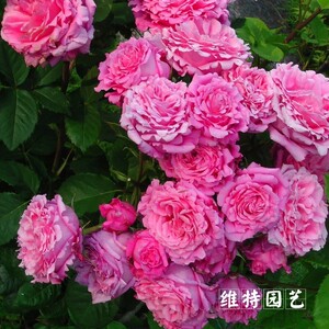 维特园艺 小苗欢迎bienvenue月季花苗大花强香可做藤本 阿里巴巴找货神器