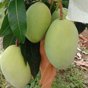 攀枝花米易农家自种青皮凯特大芒果孕妇水果新鲜现摘发货