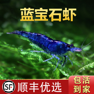 蓝宝石虾黑壳虾除藻虾鲜活观赏虾苗淡水樱花虾极火小虾鱼缸水晶虾