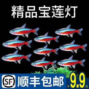 宝莲灯鱼水草缸群游小型热带鱼红绿灯科鱼淡水活体观赏鱼闯缸包邮